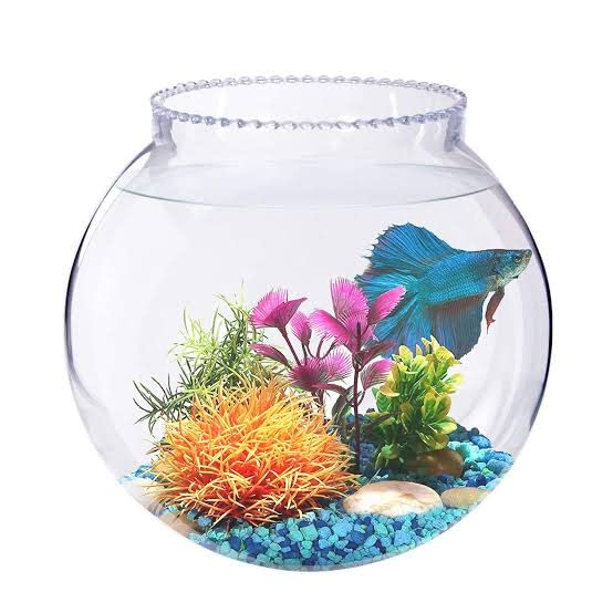 Glass Fish Bowl with Neck Collar, Suitable for Small Fish, Plants | Fish Tank Choice for Office & Home Decor | 10-inch