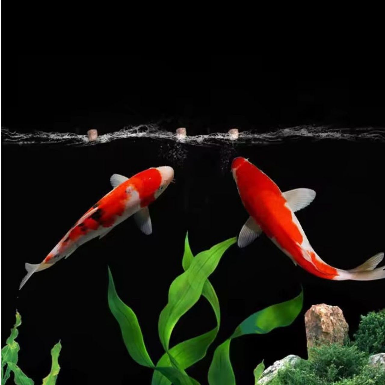 INCH-Gold Special Food for KOI Fish (5KG, Medium Pellets) - Original Imported from TUNAI Store