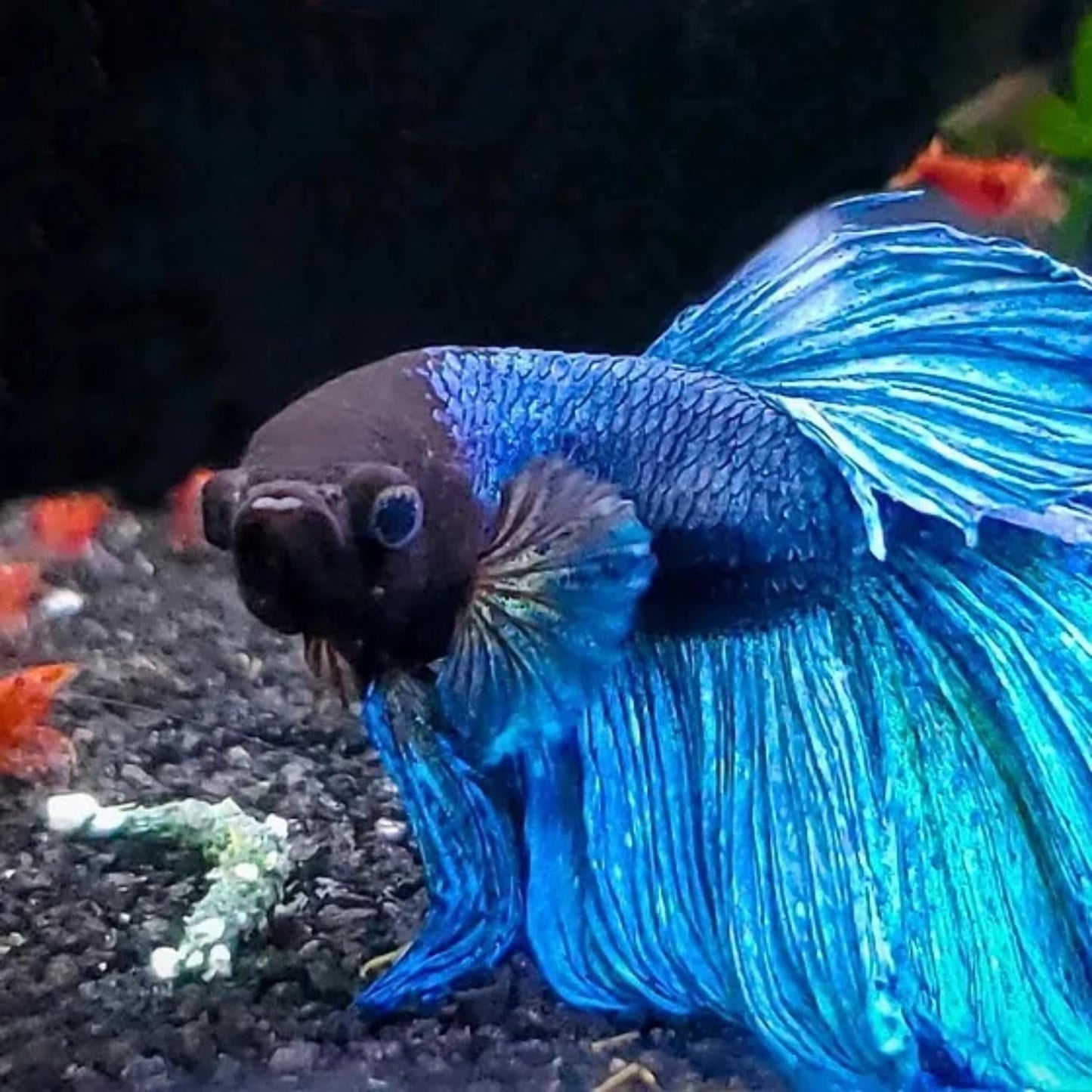 Tunai Activated Carbon Media Rings for Aquarium Fish Tank | 500g | Keeps Your Tank Odour Free, Clean & Clear | Suitable for Both Salt & Fresh Water