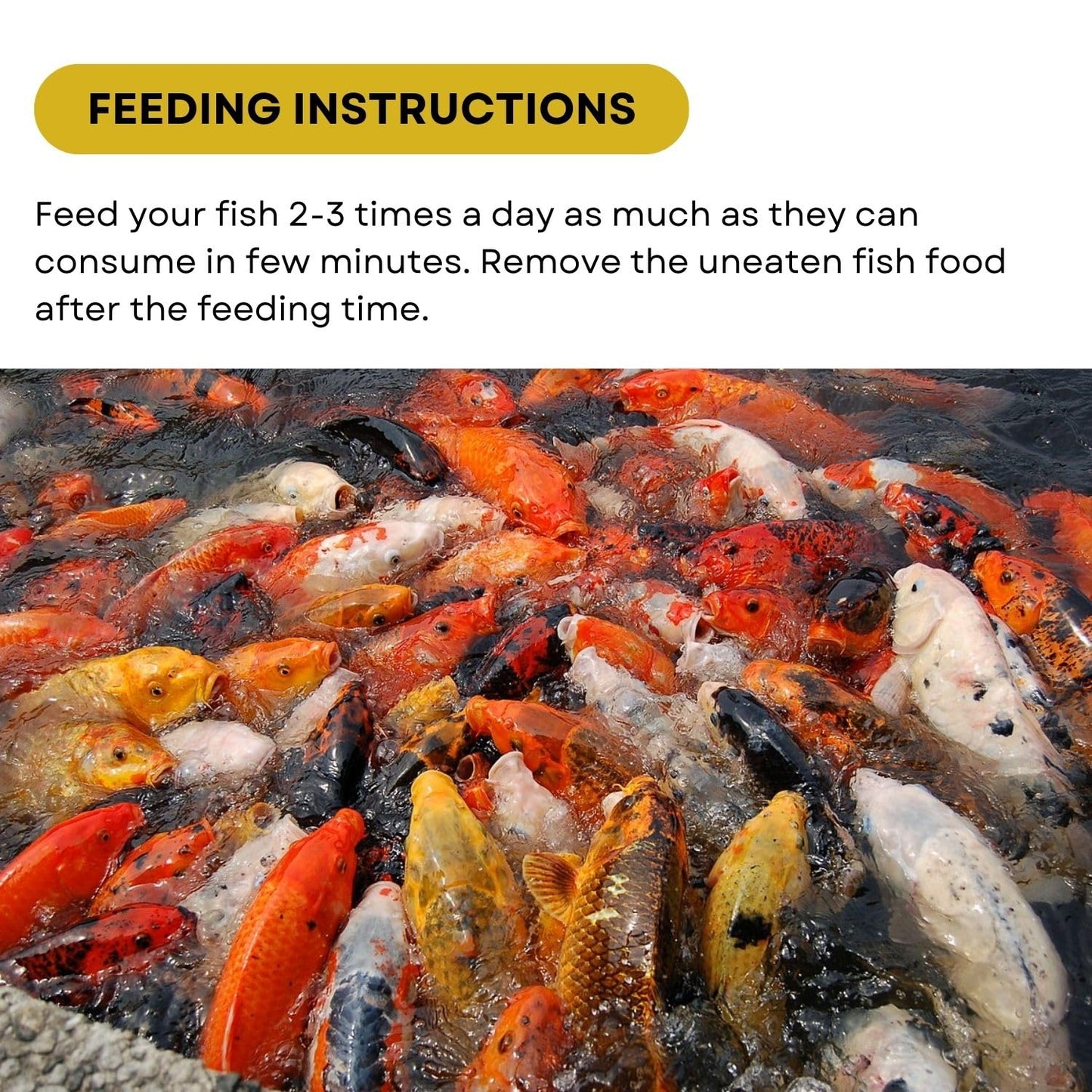 SF+ Star Bite Economy Fish Food | for All Tropical and KOI Fishes | Enhances Color Growth in Fish | Floating Pellets (1.2Kg, Floating Pellets)