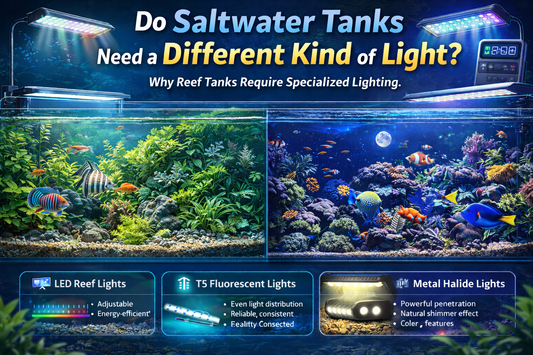 Do Saltwater Tanks Need a Different Kind of Light?