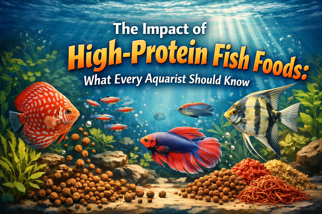 The Impact of High-Protein Fish Foods: What Every Aquarist Should Know
