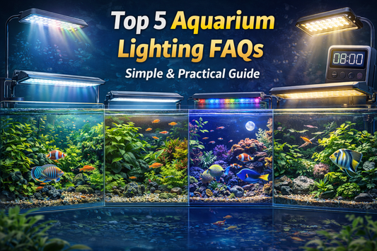 Top 5 Aquarium FAQs Every Fish Keeper Should Know