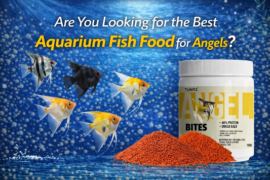 Are You Looking for the Best Aquarium Fish Food for Angels?