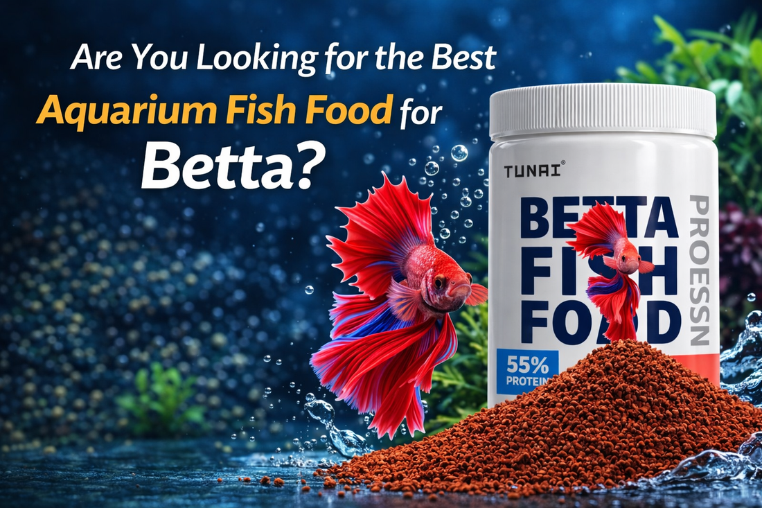 Are You Looking for the Best Aquarium Fish Food for Betta?