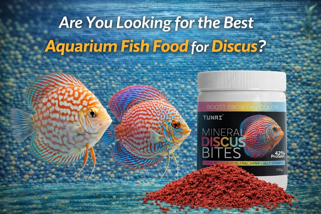 best-fish-food