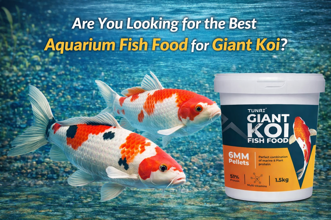 are-you-looking-for-the-best-aquarium-fish-food-for-giant-koi-fish