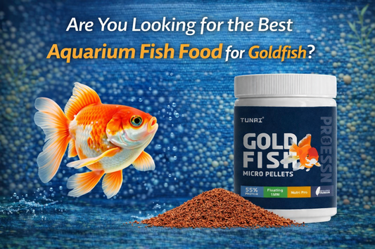 Are You Looking for the Best Aquarium Fish Food for Goldfish?