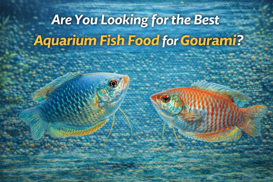 Are You Looking for the Best Aquarium Fish Food for Gourami?