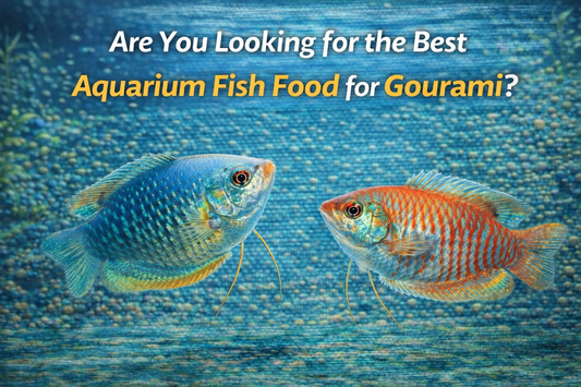 Are You Looking for the Best Aquarium Fish Food for Gourami?