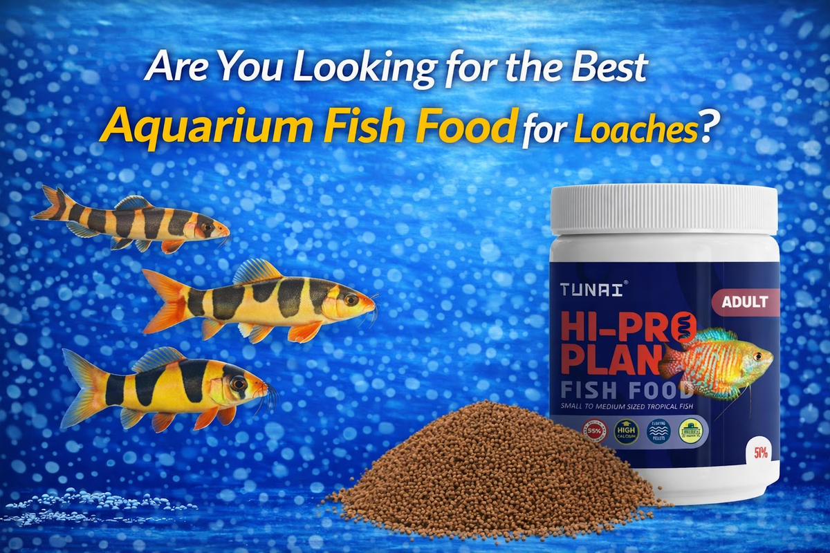 Are You Looking for the Best Aquarium Fish Food for Loaches? – TUNAI ...