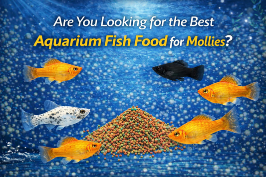 best-fish-food