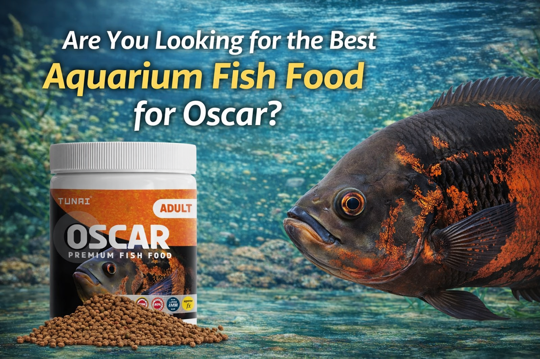 Best Fish Food