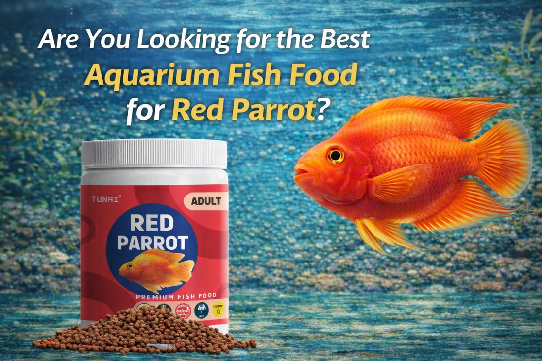 best_fish_food