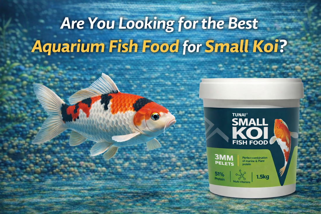 Are You Looking for the Best Aquarium Fish Food for Small Koi Fish?