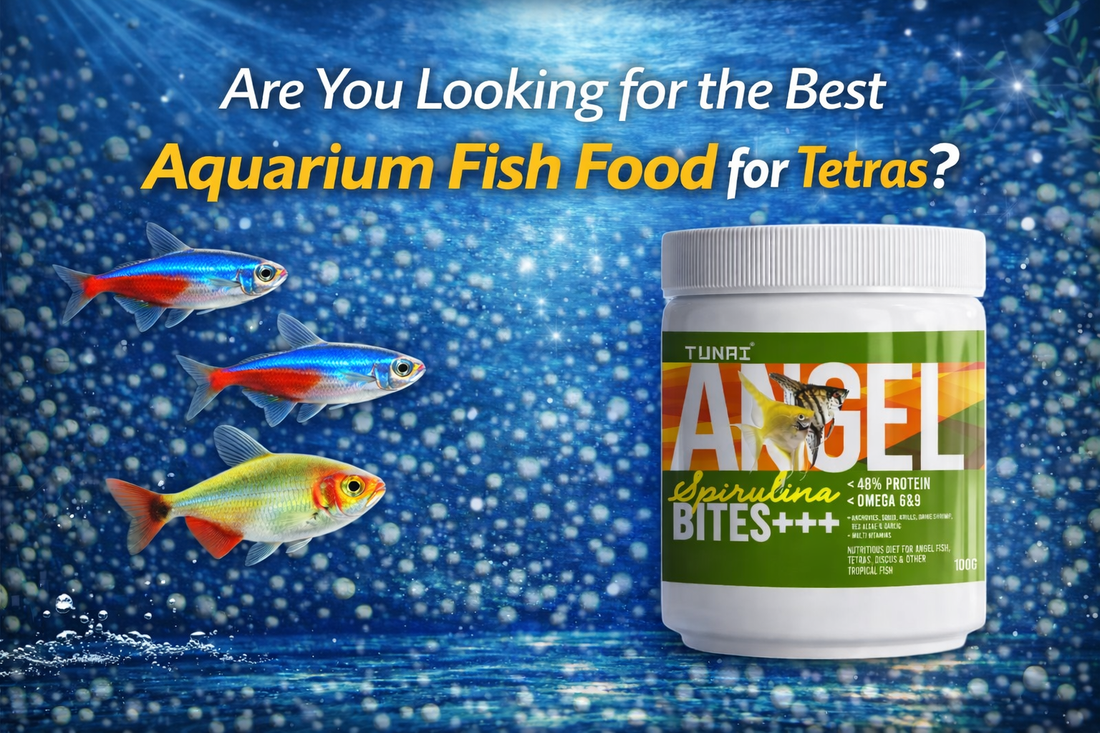 best-fish-food