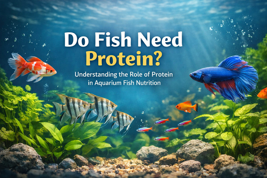 Do Fish Need Protein? Understanding the Role of Protein in Aquarium Fi ...