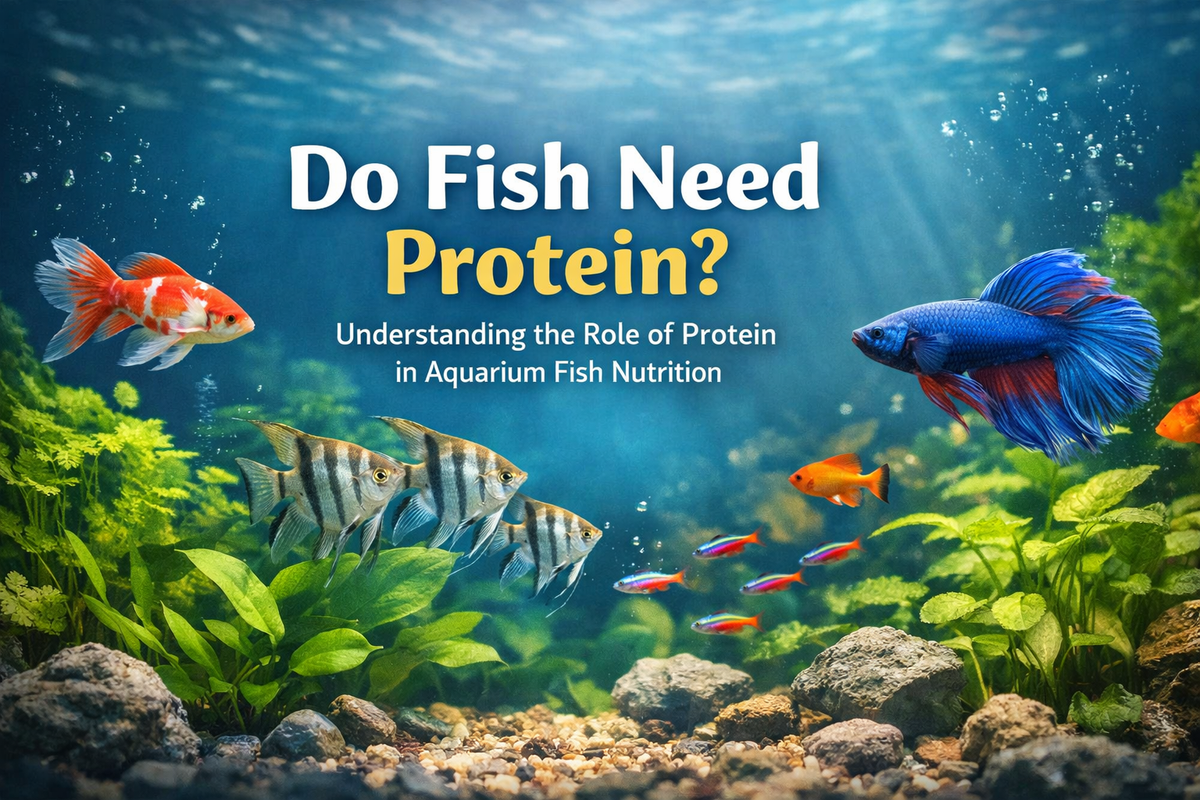 Do Fish Need Protein? Understanding the Role of Protein in Aquarium Fi ...