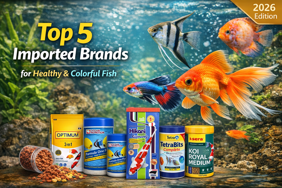 Top 5 Imported Brands for Healthy &amp; Colorful Fish