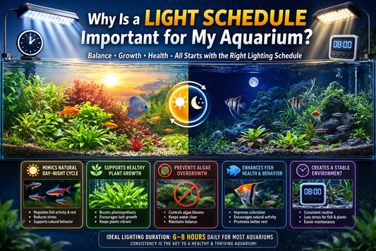 Why Your Aquarium Needs a Proper Light Schedule?