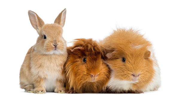 SMALL ANIMALS