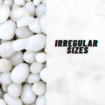 TUNAI Pebble Stones Substrate for Fish Tank, Aquarium, Terrarium, Paludarium (1KG) for Office and Home Decor, Plants and Other Purpose (White, Standard)