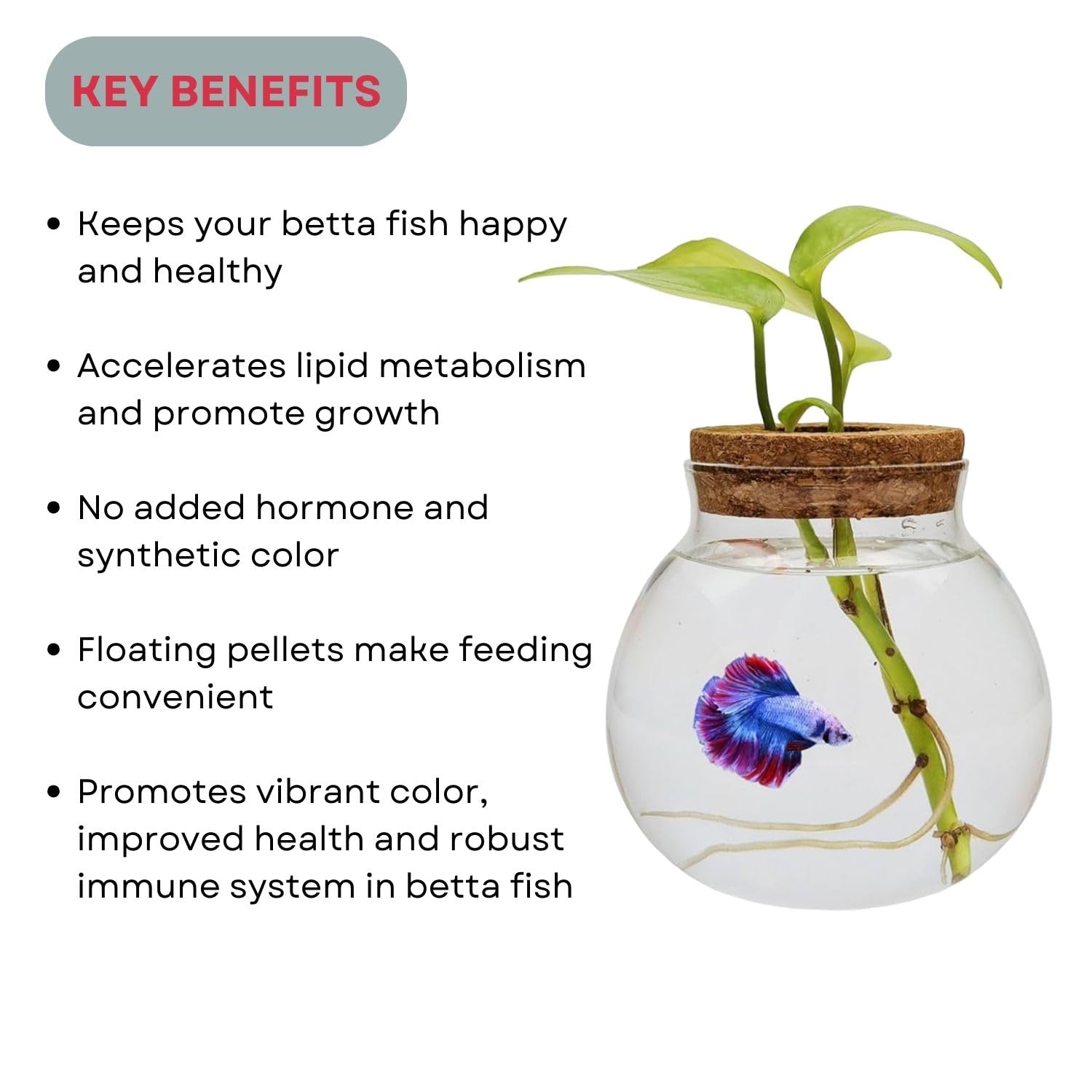 SF+ Red Fin Betta Pellets Fish Food | Specially Formulated for Betta Fish | Originally from TUNAI Store (25gms, Pellets)