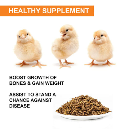 Tunai Black Soldier Fly Larvae | 500g | 60X Calcium, Fortified with 40% Protein Energy, Natural Supplement Treat for Poultry, Hen, Chicken, cockBaby Chicken