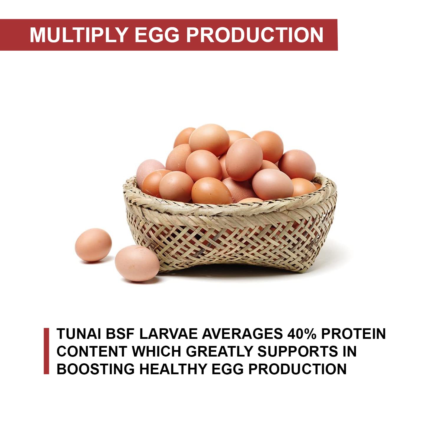 Tunai Black Soldier Fly Larvae | 500g | 60X Calcium, Fortified with 40% Protein Treat for All Adult Chicken and Poultry Birds for Better Egg Shell Health and Growth