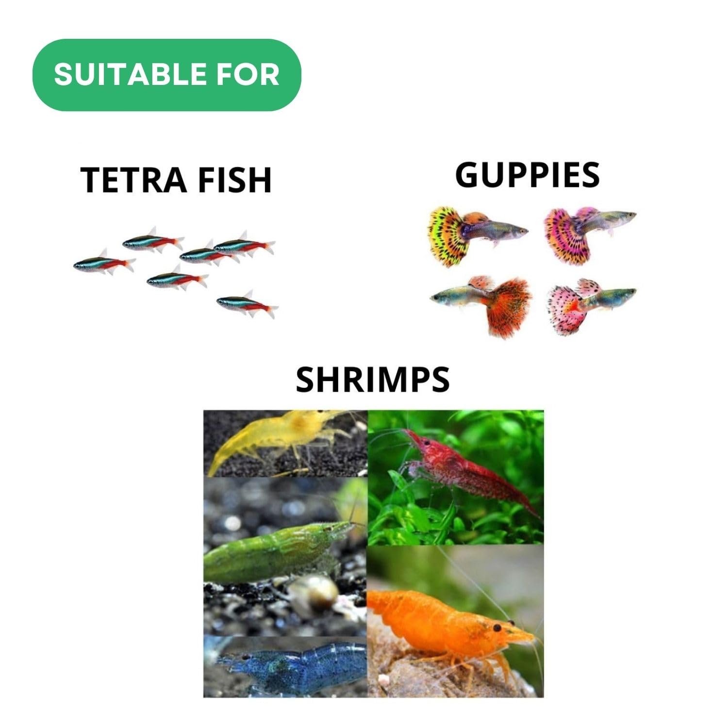 SF+ Spirulina Flakes Fish Food | Nutritional Flake Food for Tetras, Guppies and Shrimps | Originally from TUNAI Store (25gms, Spirulina)