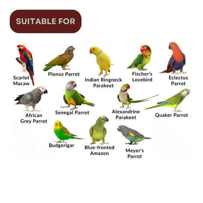 TUNAI SF+ Mix Seeds for Birds | Natural, Hand-Picked and Protein Packed Seeds (500 Gms, Parrots),All Life Stages