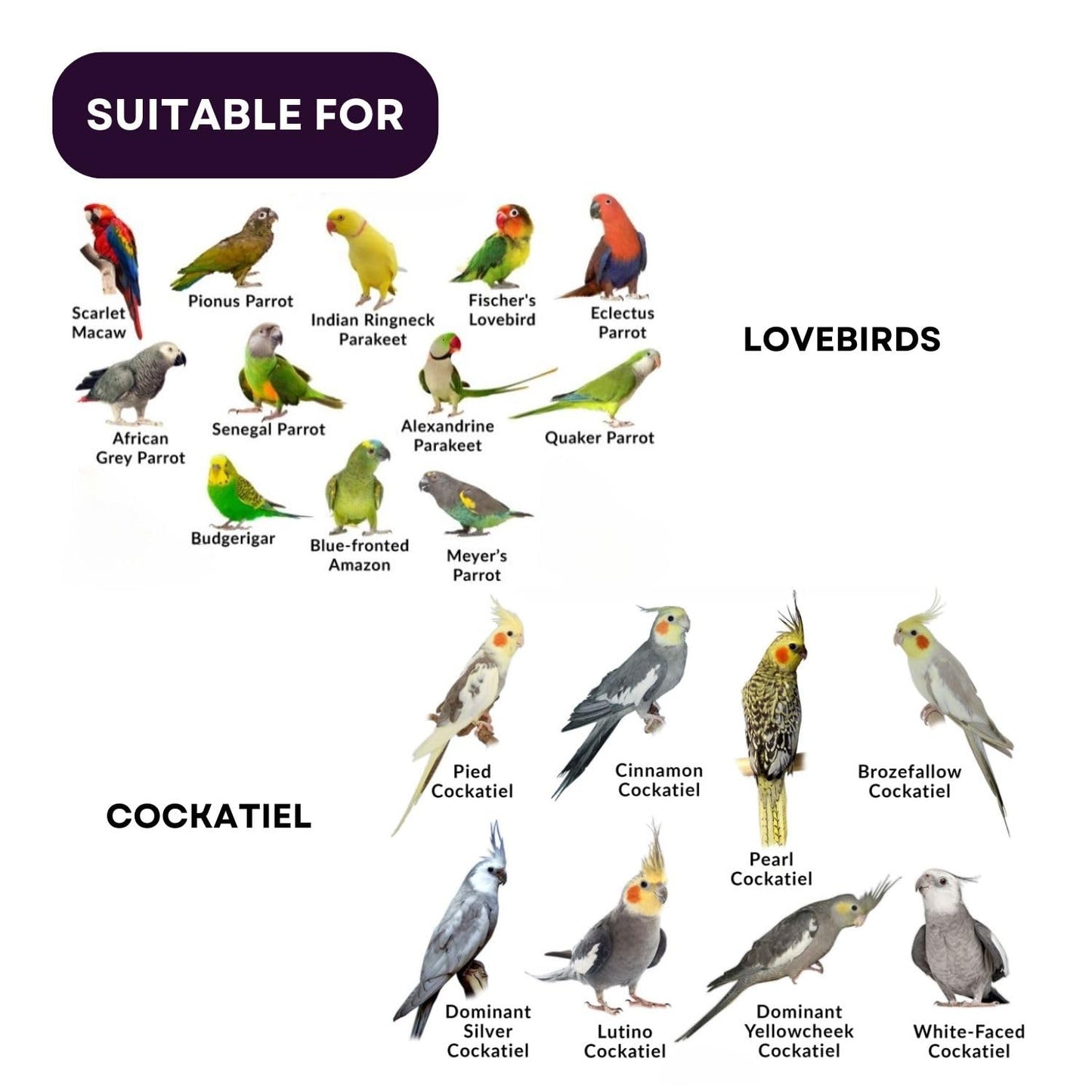 SF+ Mix Seeds for Birds | Natural, Hand-Picked and Protein Packed Seeds (500gms, Lovebird & Cockatiel)