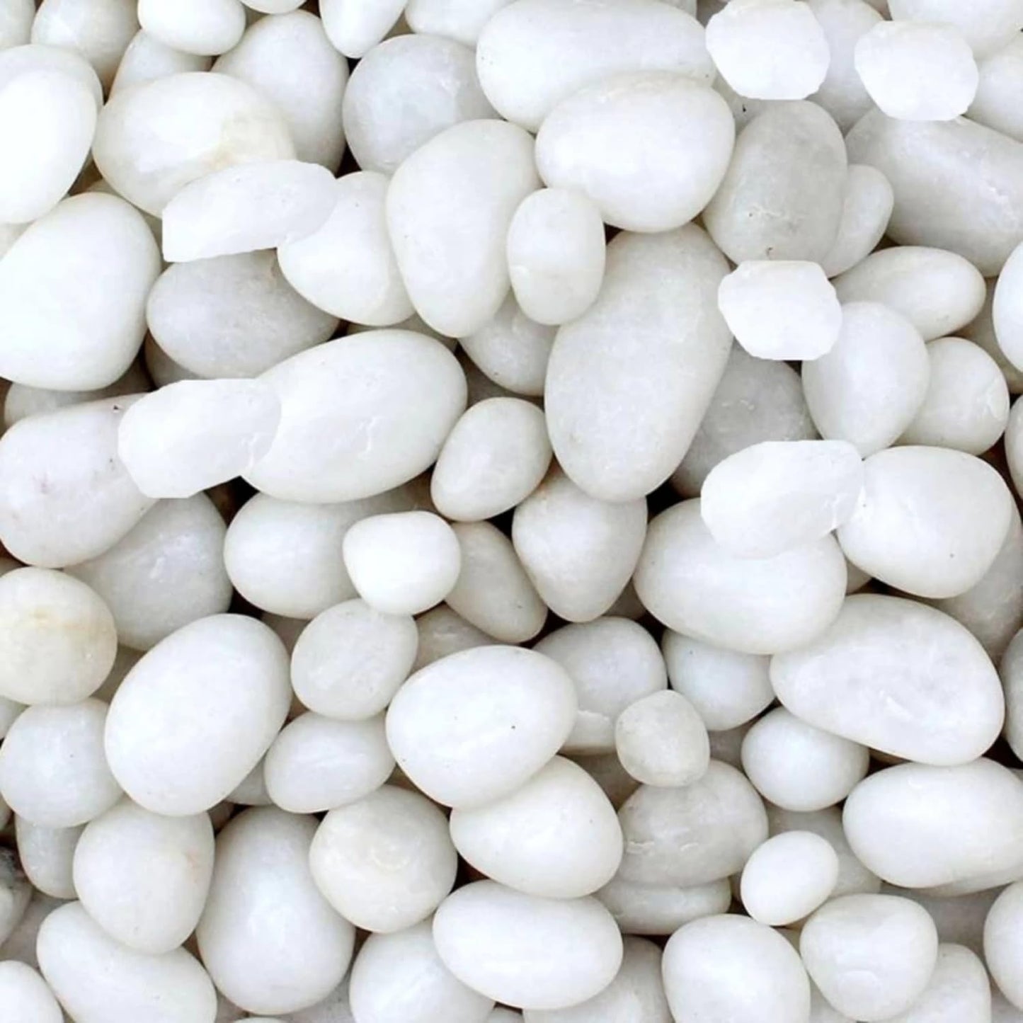 TUNAI Pebble Stones Substrate for Fish Tank, Aquarium, Terrarium, Paludarium (1KG) for Office and Home Decor, Plants and Other Purpose (White, Standard)