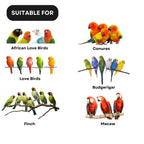 SF+ Birds Bite Natural Seeds Pet Birds Food | Offers Essential Nutrients | Suitable for African Love Birds, Conures, Budgerigar, Finch and Macaws (800gms, Natural Seeds)