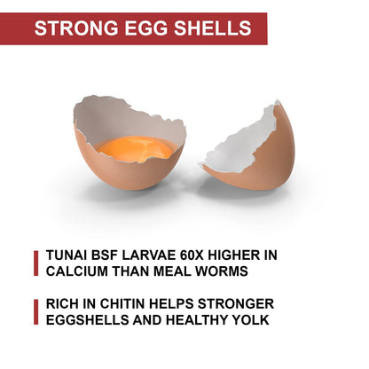 Tunai Black Soldier Fly Larvae | 500g | 60X Calcium, Fortified with 40% Protein Treat for All Adult Chicken and Poultry Birds for Better Egg Shell Health and Growth