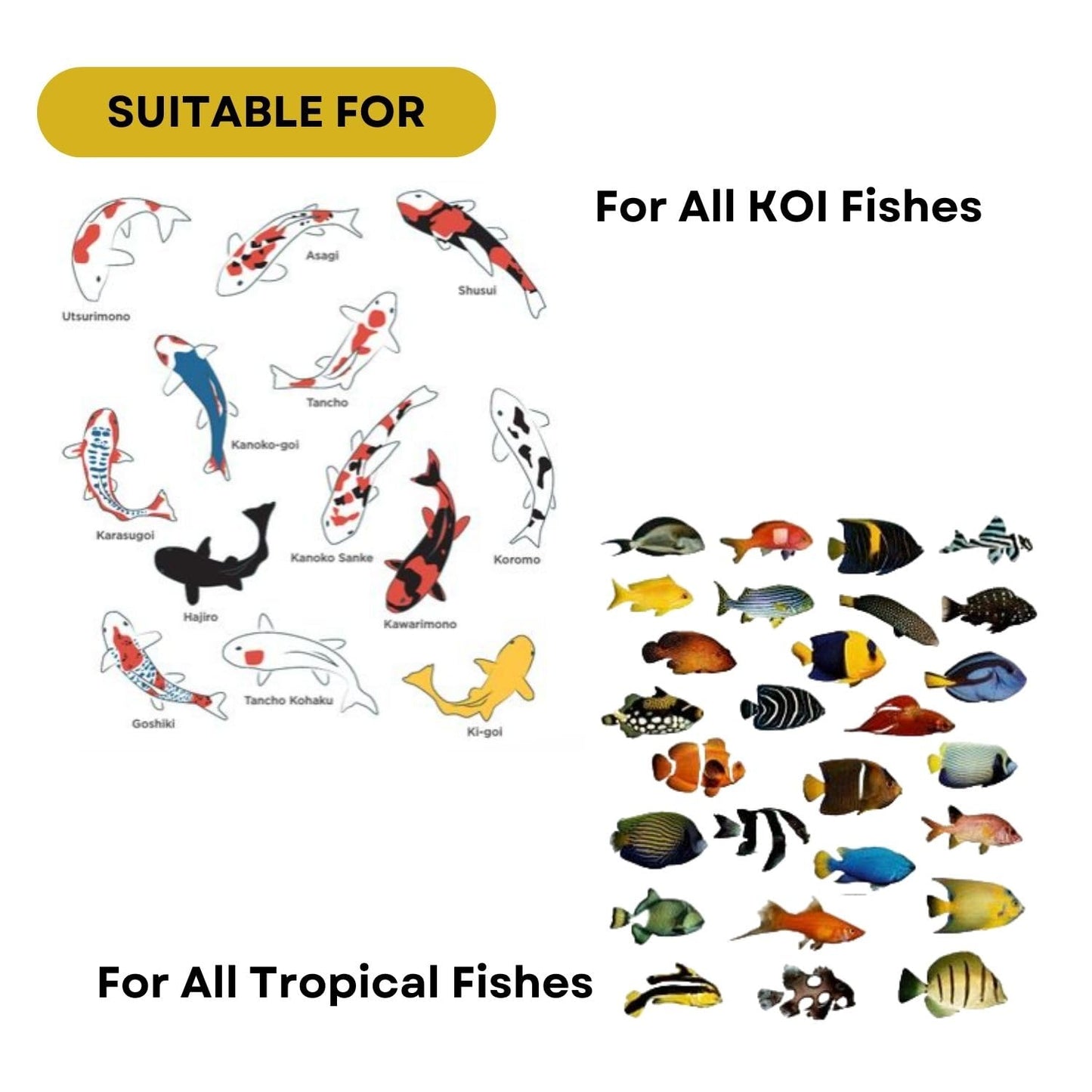 SF+ Star Bite Economy Fish Food | for All Tropical and KOI Fishes | Enhances Color Growth in Fish | Floating Pellets (500gms, Floating Pellets)