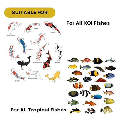 SF+ Star Bite Economy Fish Food | for All Tropical and KOI Fishes | Enhances Color Growth in Fish | Floating Pellets (500gms, Floating Pellets)