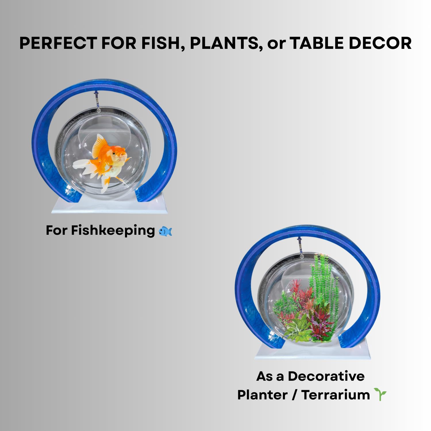 Double Bowl 6-inch Blue Round Fish Bowl – Standing & Hanging Decorative Aquarium for Home & Office | 2-in-1 Double Bowl Round Fish Tank