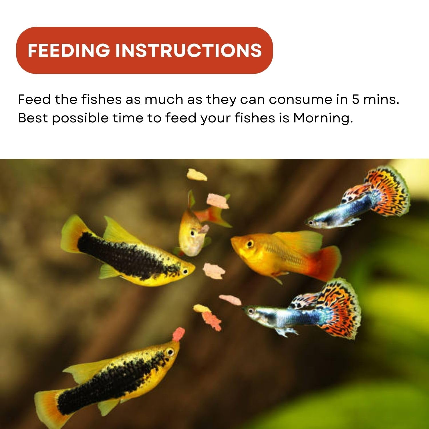 SF+ Artemia Flakes Fish Food | Nutritional Flake Food for Tetras, Guppies and Shrimps | Originally from TUNAI Store (25gms, Flakes)