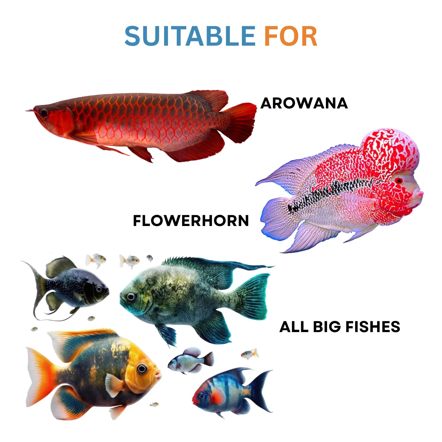 Shrimp-E Fish Food | The Natural Fish Food - Highly Attractive Food for Arowana, Fowerhorn and All Big Fishes | Originally from TUNAI Store (25gms, Shrimp)