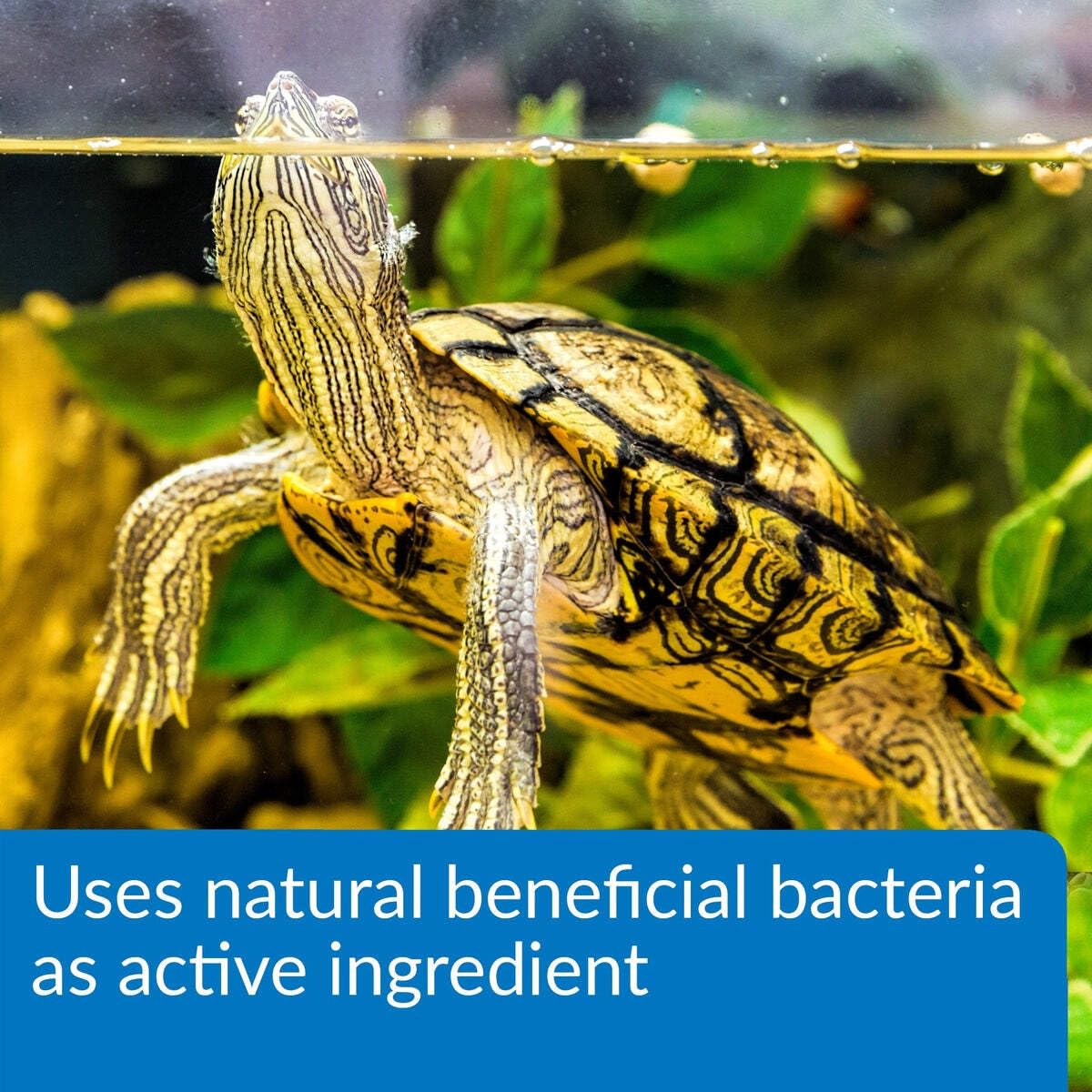 API Turtle Sludge Destroyer, 8-Ounce