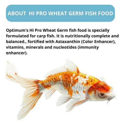 Optimum HI-PRO Wheat Germ Specialist's Koi Fish Food (Original from TUNAI Store) (1.5 Kg, Large Pellets)