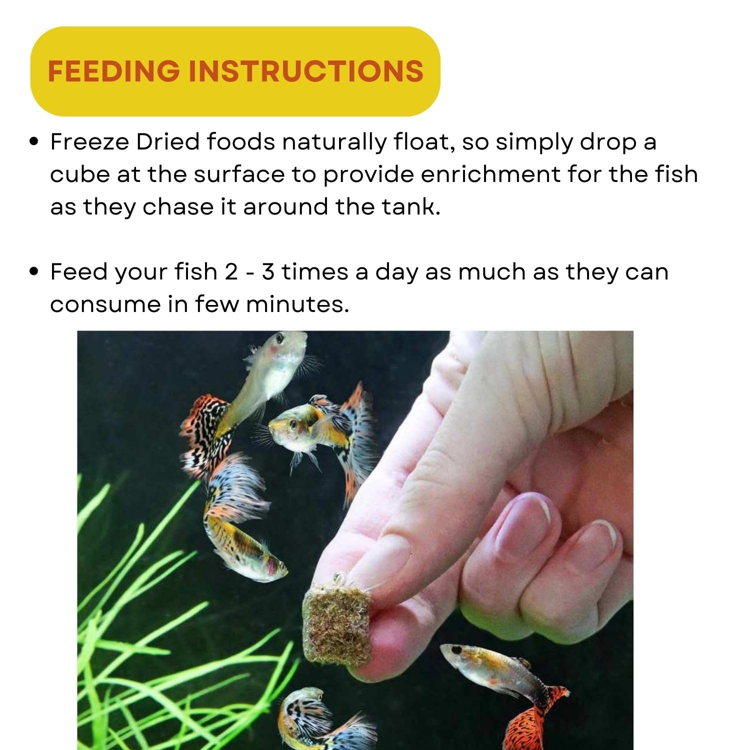 SF+ Tubifex Worms Fish Food | Freezed and Dried Worms for All Tropical Fishes | Originally from TUNAI Store (12gms, Dried Worms)