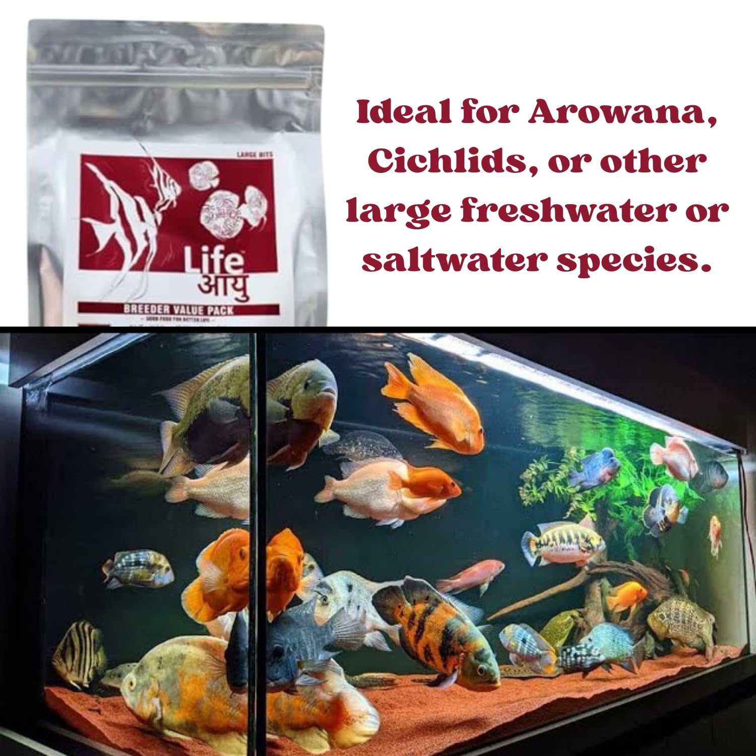 Life AAYU Breeder Value Pack Premium Fish Food | Ideal Choice for Keeping Your Fish Healthy (1 KG, Large Bits)