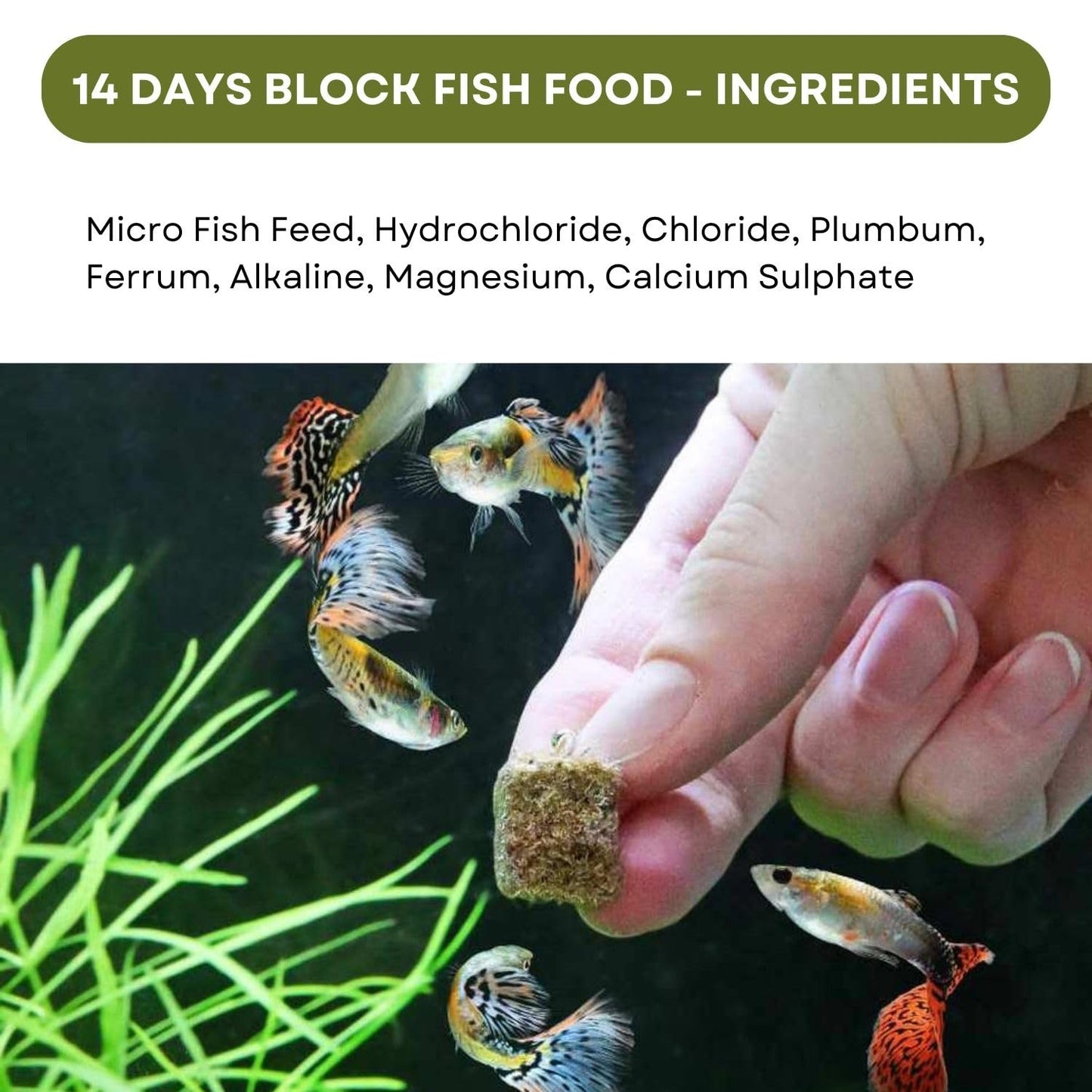 SF+ Star 14 Days Extended Holiday Fish Food, (Pack of 2) | Adequate Nourishment for Your Aquarium Fish