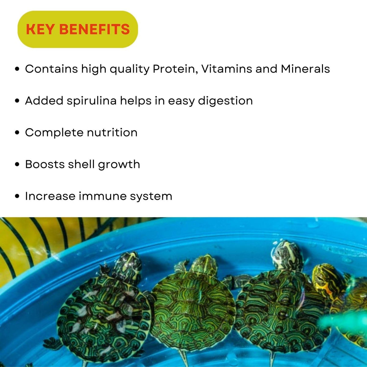 SF+ Turtle Food | Staple Food Sticks for All Turtle and Reptiles | Originally from TUNAI Store (50gms, Food Sticks)