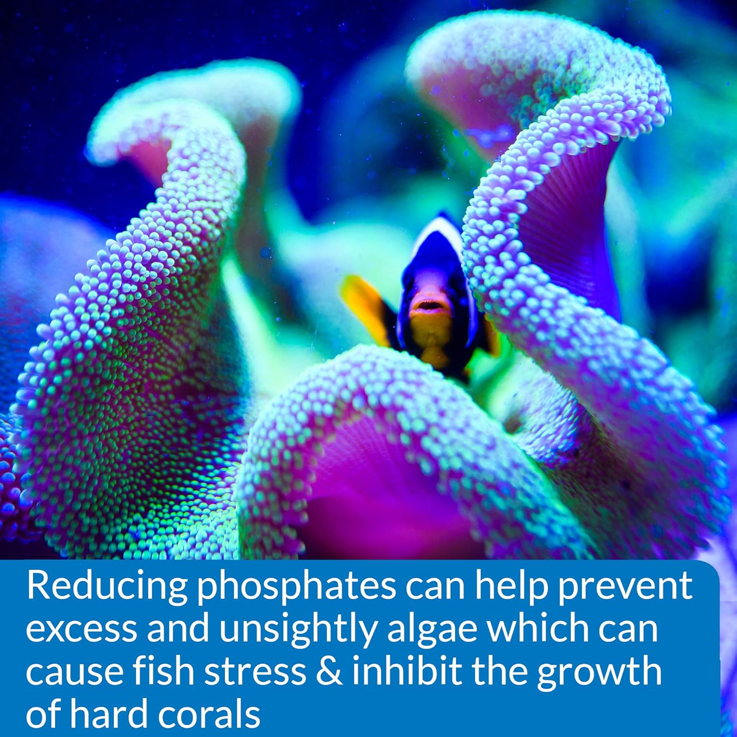 API Phosphate Test Kit, 136 gram