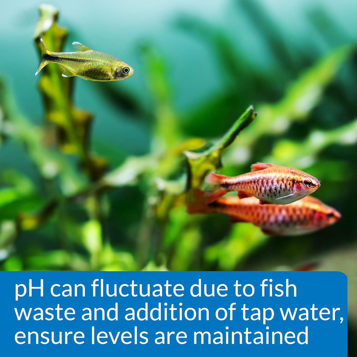 API Api Freshwater Ph Test Kit, 250 Tests Per Kit, 68 G, 1 Piece