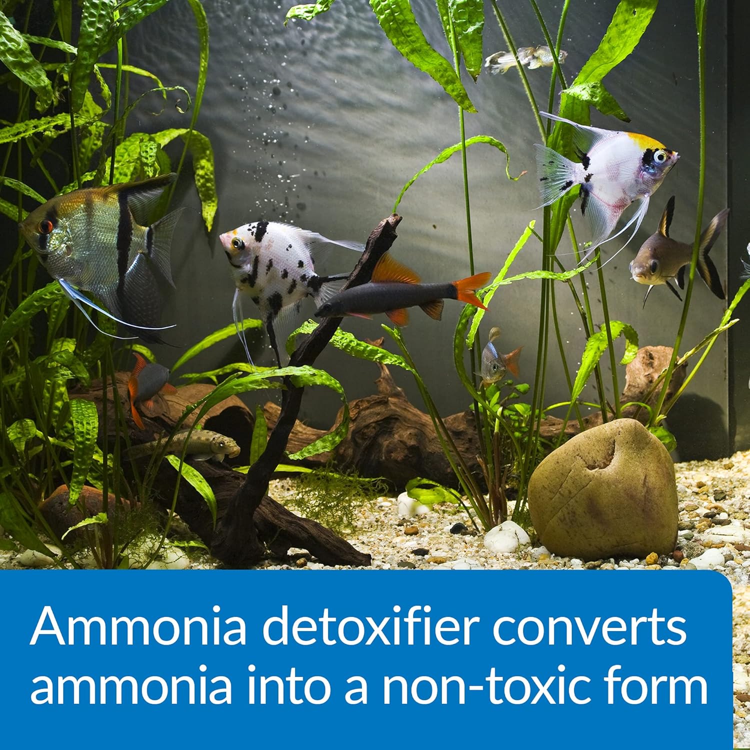 API Ammo-Lock Ammonia Detoxifier, 454 g