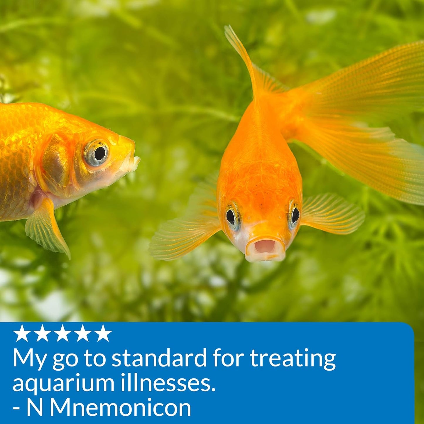 API Pimafix Anti fungal Fish Remedy, All Natural 16 FL OZ (473 ML)